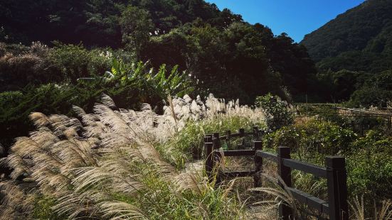 整樹全黃的黃金楓🍁、樹葉開始變紅的落羽松、沿著小溪兩旁滿開