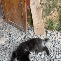 猪圈咖啡屋 User Photo