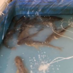 万佛湖土菜馆 User Photo