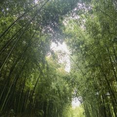 苏州环秀晓筑养生度假村·阅湖轩 User Photo