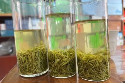 冷洼鹏哥茶园