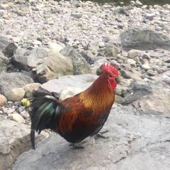 青云山新丰溪鲜楼(岭路店) User Photo