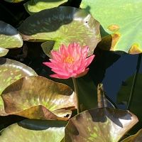 評論圖片 3