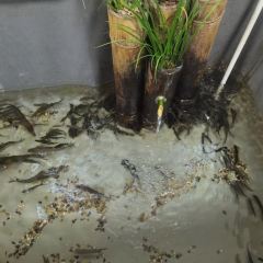 小园土菜(神仙居店) User Photo