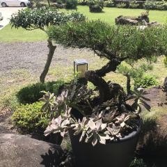 예촌삼계탕 User Photo