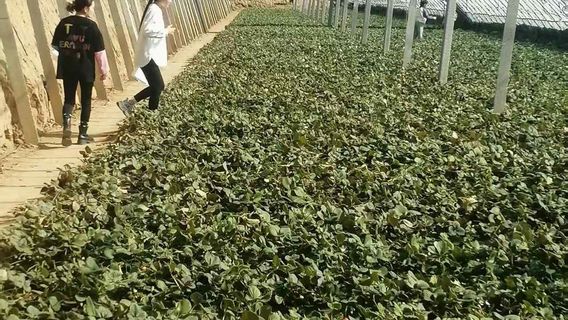 xin le jiu jiu cao mei yuan