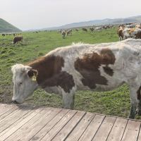 評論圖片 1