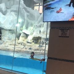 Emperor Penguin All Day Dining User Photo