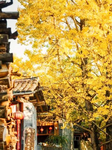銀杏村門票【2026】- 預約、開放時間、評論及資訊| Trip.com