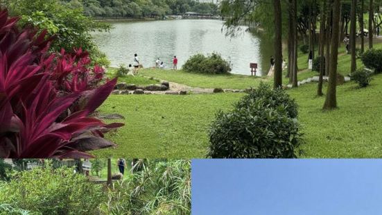 🌿莲花山公园,是刻进我生活褶皱里的治愈绿洲,必须五星爆灯!