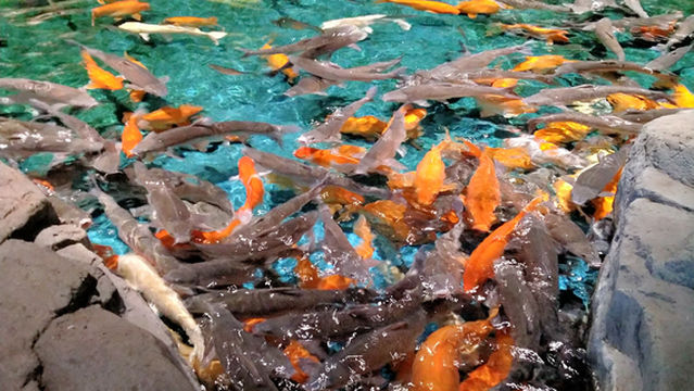 Hukou County Aquarium