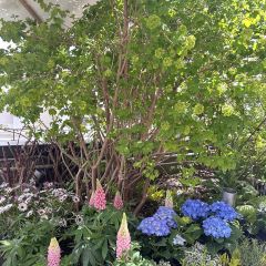 Peking Garden User Photo