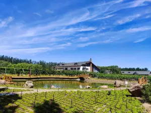 Gioni Vineyard
