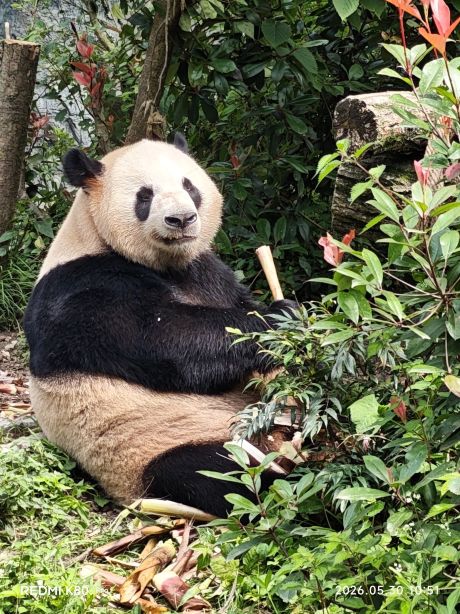 Panda Valley Tickets [2026] - Promos, Prices, Reviews & Opening