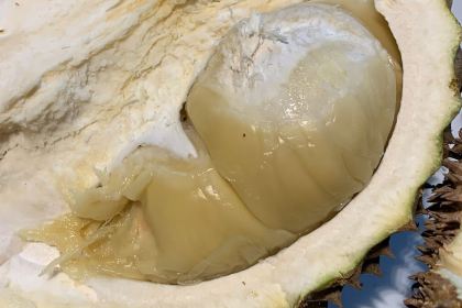 Si Bolang Durian