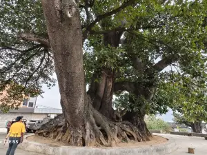 Asia First Big Banyan