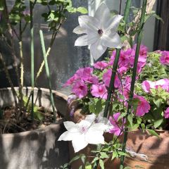 Peking Garden User Photo