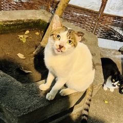 179Chicha User Photo