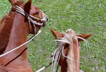 张北沐丰庄园 User Photo