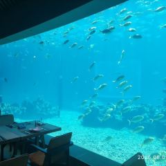 Aqua - Aquarium Restaurant User Photo