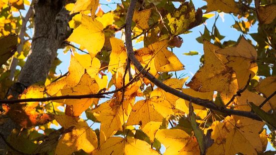 2024士林官邸菊展，各式各樣不同品種的菊花🌼爭奇鬥豔，構