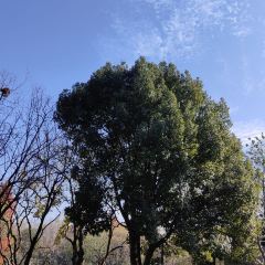 Xi Yin ảnh của người dùng