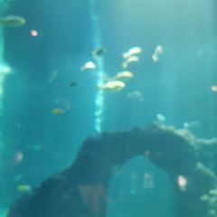 三亞亞龍灣迎賓館·海洋主題海藍餐廳張用戶圖片
