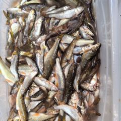 湘农厨农家菜 User Photo