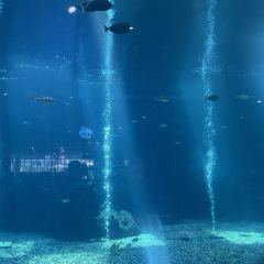 三亚亚龙湾迎宾馆·海洋主题海蓝餐厅 User Photo
