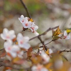 FengShou Ri (GuCun ZhengDa) User Photo