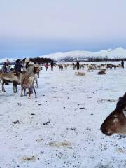 Tromso Arctic Reindeer / Sami Arctic Reindeer