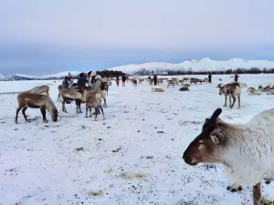 Tromso Arctic Reindeer / Sami Arctic Reindeer