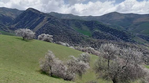 Tuergen Apricot Valley
