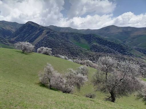 Tuergen Apricot Valley