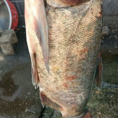 鑫鑫饭店烤全羊 User Photo