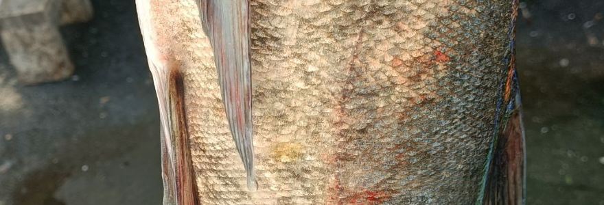 鑫鑫饭店烤全羊