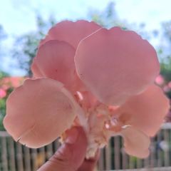 蘑菇盛宴 여행 사진