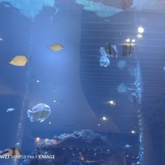 三亞亞龍灣迎賓館·海洋主題海藍餐廳張用戶圖片