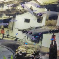 評論圖片 4