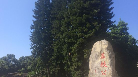 随着《长安的荔枝》电视剧的热播，这个季节的荔枝成为流量话题。