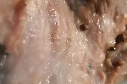 老槐树清真烧羊肉(金乡店)