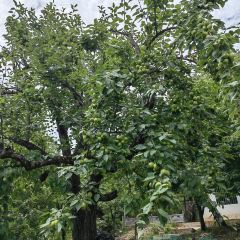 梨园三道菜 User Photo