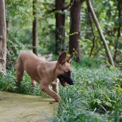 桃仚居張用戶圖片