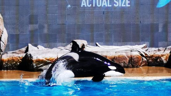 圣地亚哥最值得去的一个地方.作为点睛之笔的虎鲸表演更是令人震