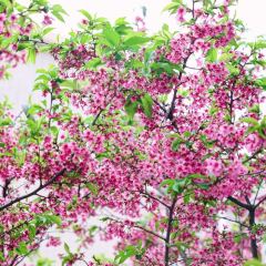 Da Men Gong User Photo