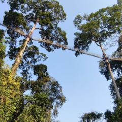 热带雨林望天树景区 User Photo