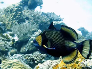 Semporna Blue Reef