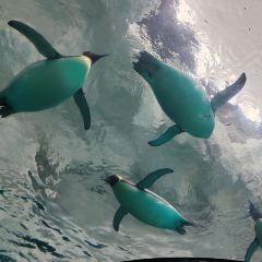 Emperor Penguin All Day Dining User Photo