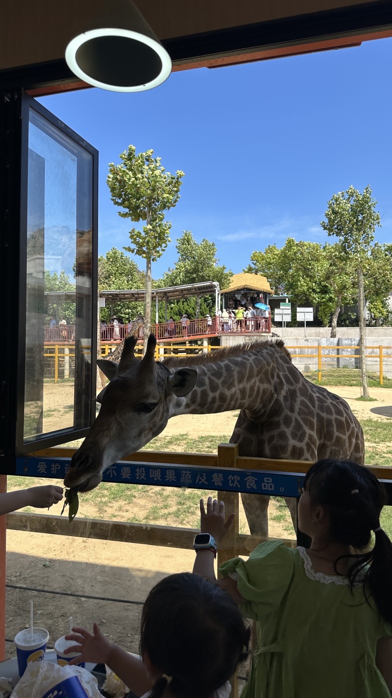 Giraffe That Walked To Paris Toy Beijing Wildlife Park Tickets