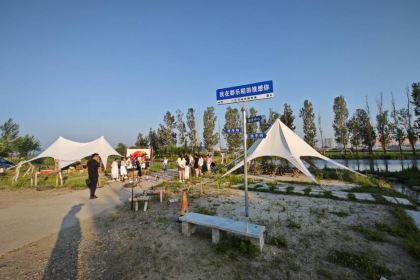 都乐稻田